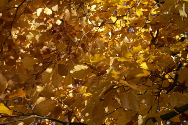 一幅幅美丽的秋色 橘黄的树叶映衬在森林里的树上 — 图库照片