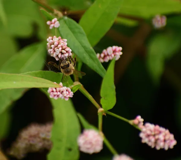 Розмаїття Медоносної Бджоли Persicaria Longiseta Саду Розмитим Тлом — стокове фото