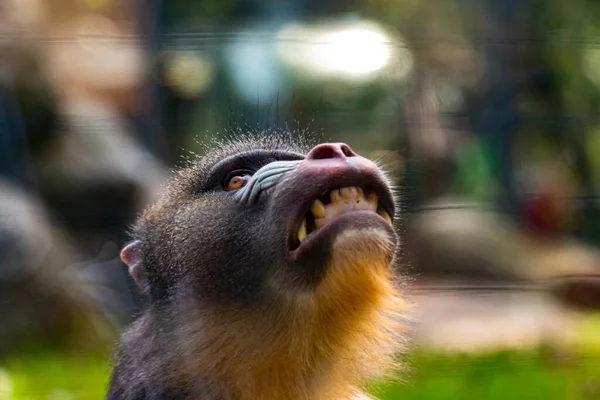 Portrét Rozzlobené Mandrilové Opice Zoo — Stock fotografie