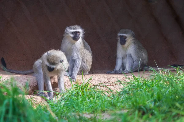 Los Tres Monos Vervet Sombra Zona Vallada Del Zoológico Día —  Fotos de Stock