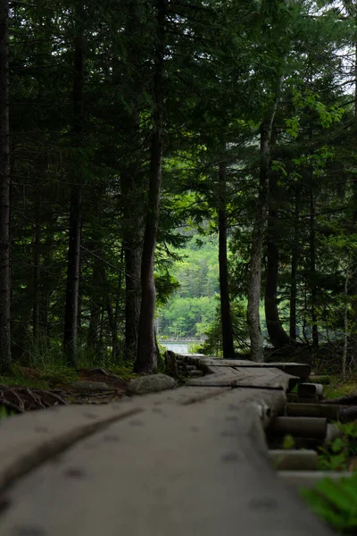 Vertical Shot Path Pine Trees Arcadia National Park Maine — Stock Photo, Image