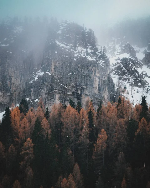 Karlar Sisle Kaplı Renkli Ağaçlarla Dolu Bir Ormanın Manzarası — Stok fotoğraf