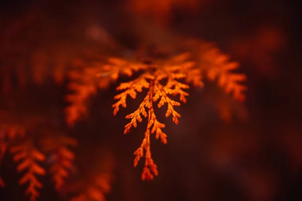 Eine Nahaufnahme Herbstlicher Tannenzweige Auf Verschwommenem Hintergrund — Stockfoto