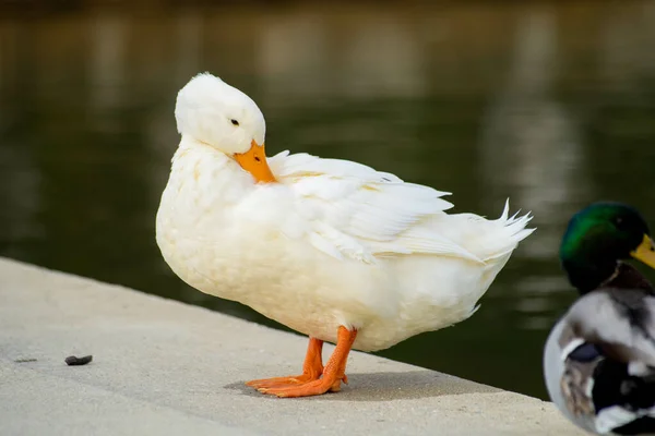 Tiro Perto Ganso Branco Empoleirado Perto Lago — Fotografia de Stock