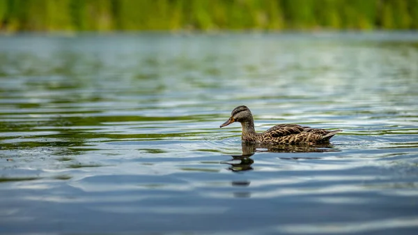 Closeup Shot Brown Mallard Duck Anas Platyrhynchos Swimming Lake Water — 图库照片