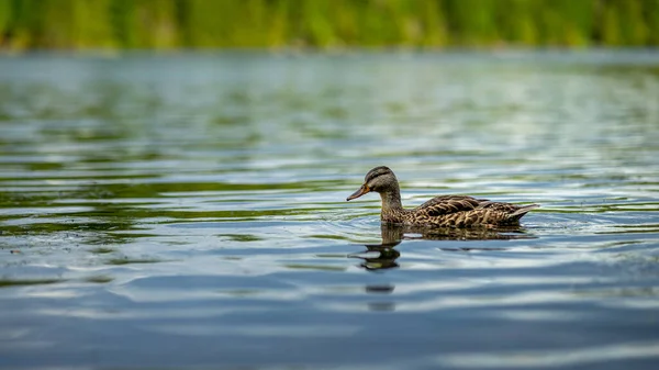 Крупним Планом Качка Маларда Anas Platyrhynchos Плаває Воді Озера — стокове фото