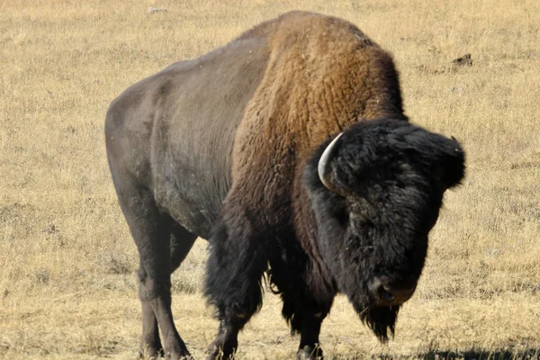 Disparo Enorme Salvaje Steppe Bisonte Pie Campo — Foto de Stock