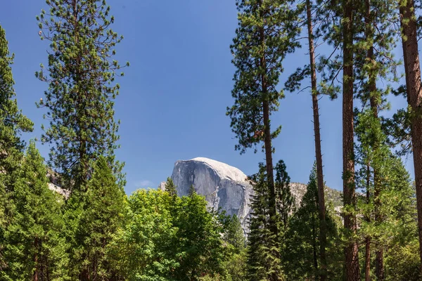 Een Prachtig Uitzicht Een Bos Met Pijnbomen Yosemite National Park — Stockfoto