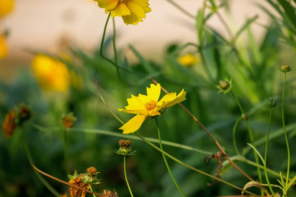 Μια Όμορφη Θέα Του Coreopsis Ανθίζει Στο Πεδίο — Φωτογραφία Αρχείου