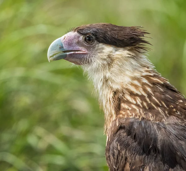 Enfoque Selectivo Caracara Juvenil —  Fotos de Stock