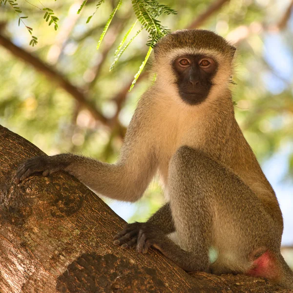 Closeup Shot Small Monkey Tree Park Kenya — Stock Photo, Image