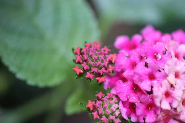 Foyer Peu Profond Une Fleur Lantana Des Indes Occidentales Sur — Photo