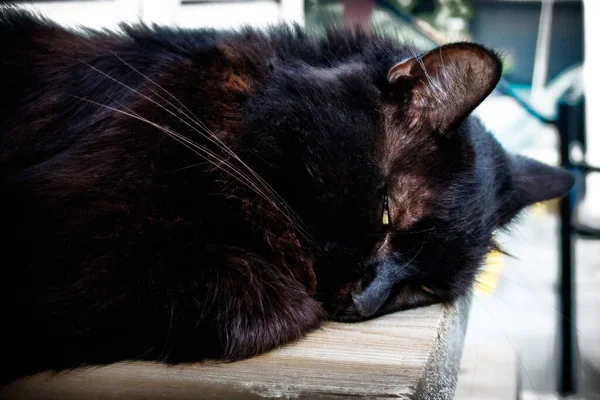 Closeup Fluffy Brown Cat Sleeping Outdoors — Stockfoto
