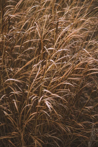 Field Wheat Forth Worth Texas Egyesült Államok — Stock Fotó