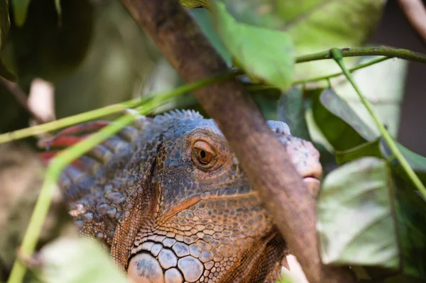 Beau Cliché Dangereux Gros Lézard Derrière Les Feuilles Vertes — Photo