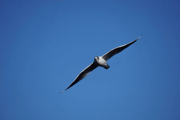 一只海鸥在蓝天中飞翔的低角镜头 — 图库照片