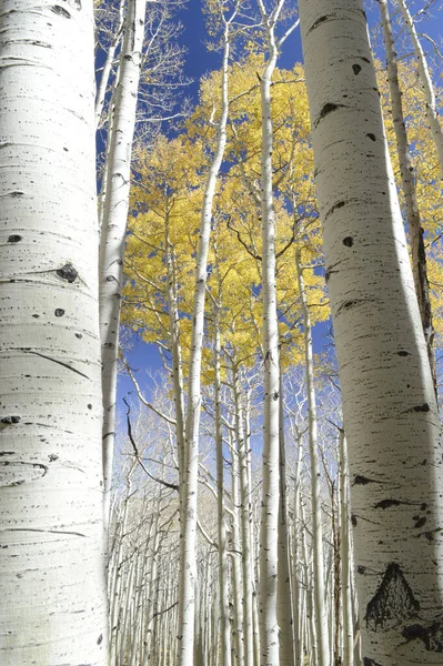 Gyönyörű Kilátás Nyílik Őszi Táj Nyárfa Sárga Levelek Ellen Kék — Stock Fotó