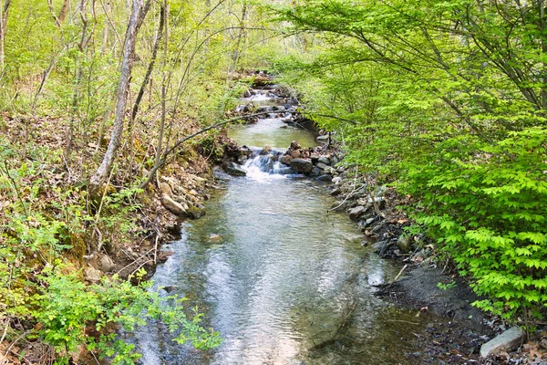 Une Petite Rivière Dans Une Forêt Été — Photo