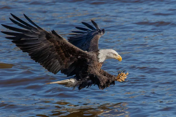 Closeup Shot Bald Eagle Trying Catch Fish — Stockfoto