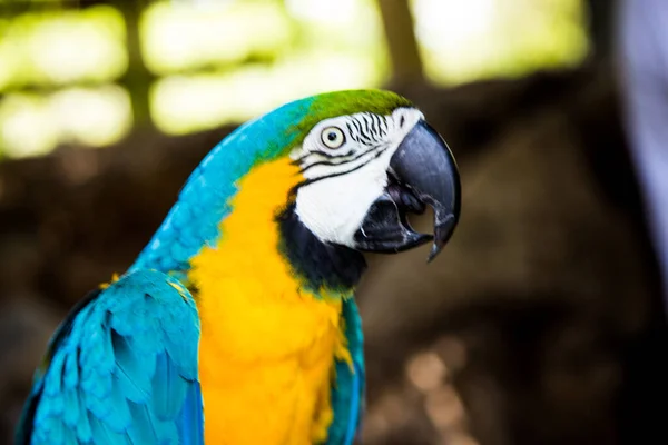 Portrét Modrého Žlutého Papouška Zoo Pod Slunečním Svitem Rozmazaným Pozadím — Stock fotografie