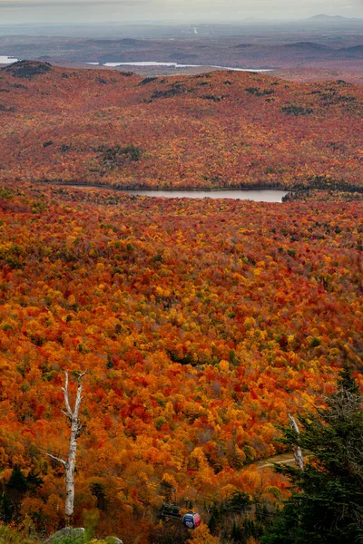 曇った空を背景に丘の上にカラフルな秋の植生を持つ魅惑的な風景 — ストック写真