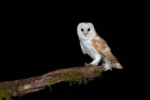 Closeup Shot White Owl Standing Tree Branch — Stockfoto