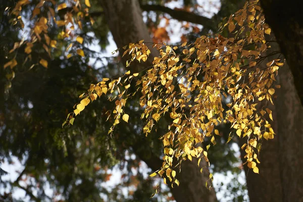 Uma Foto Cênica Lindo Outono Laranja Folhas Amarelas Nas Árvores — Fotografia de Stock