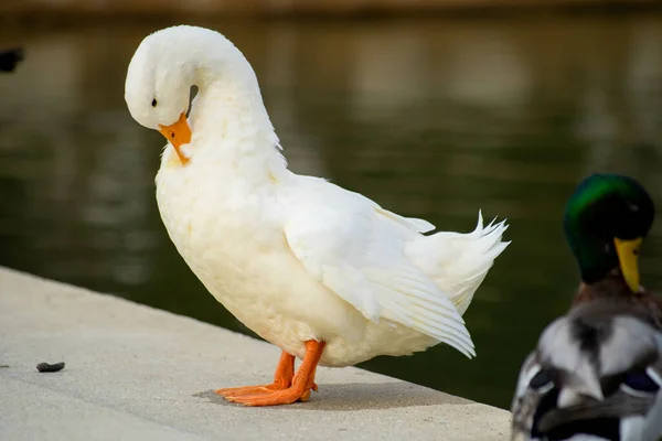 Tiro Perto Ganso Branco Empoleirado Perto Lago — Fotografia de Stock