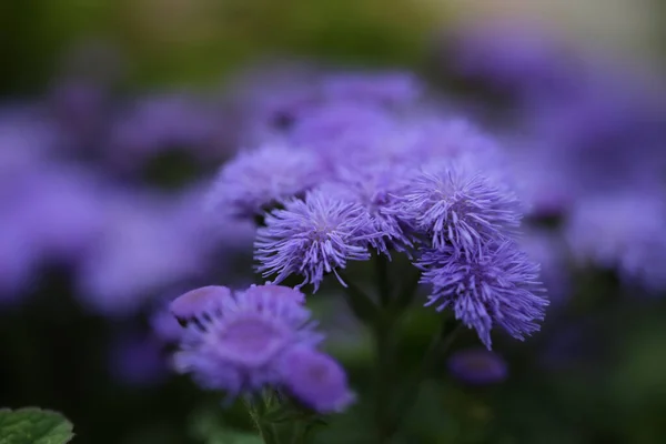 Shallow Focus Bluemink Flower Green Blurred Background — Stock Photo, Image