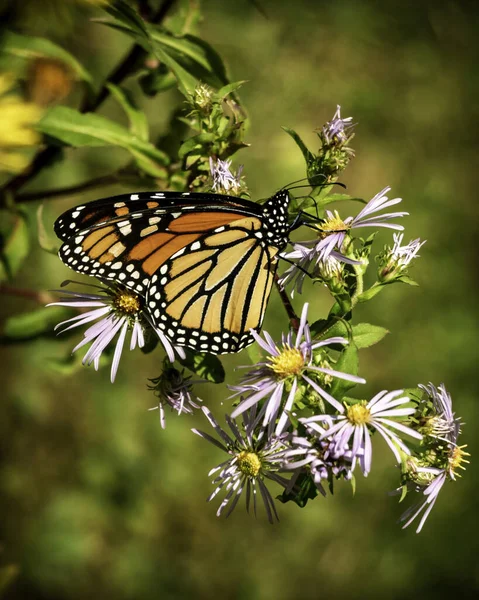 Een Close Shot Van Een Vlinder Mooie Aster Bloemen — Stockfoto