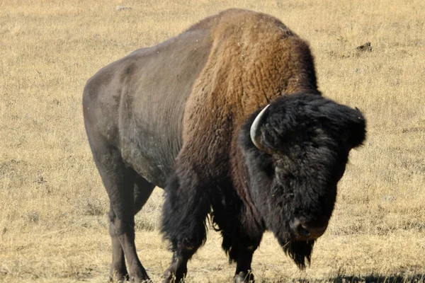 Shot Huge Wild Steppe Bison Standing Field — Stockfoto