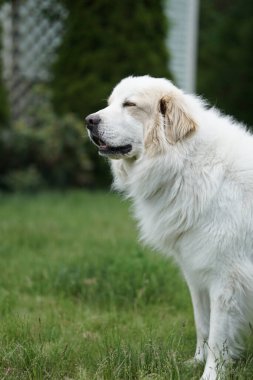 A closeup shot of the beautiful great Pyrenees dog sleepy in the garden clipart