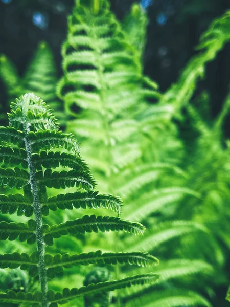 Vertical Closeup Shot Green Ferns Spring — 图库照片