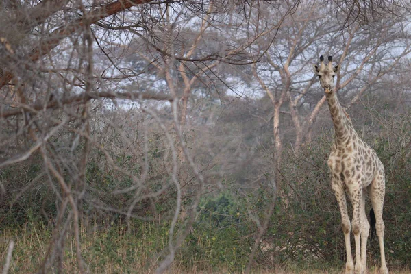 Uma Girafa Rodésia Giraffa Camelopardalis Thornycroft Lusaka Zâmbia — Fotografia de Stock