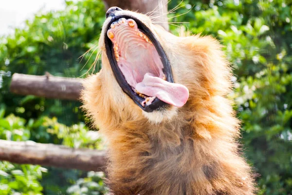 Ένα Κοντινό Πλάνο Από Ένα Ανοιχτό Στόμα Λιονταριού Μεγάλα Δόντια — Φωτογραφία Αρχείου