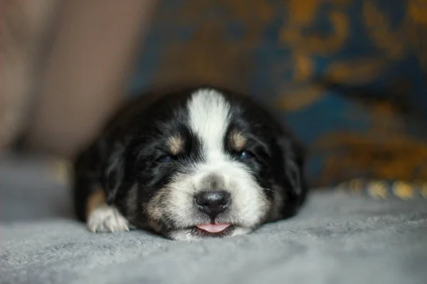 Een Close Opname Van Een Zwarte Berner Berg Puppy Liggend — Stockfoto