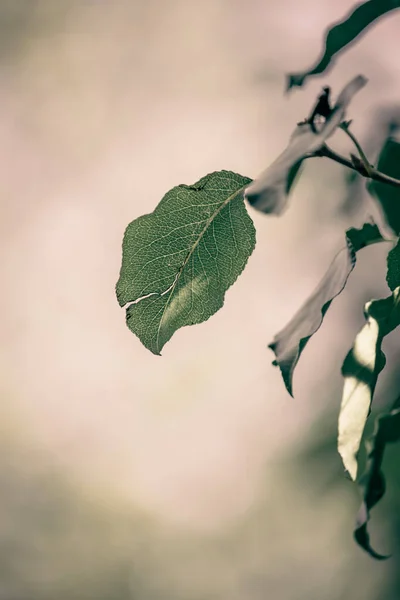 緑の葉の選択的焦点ショット — ストック写真