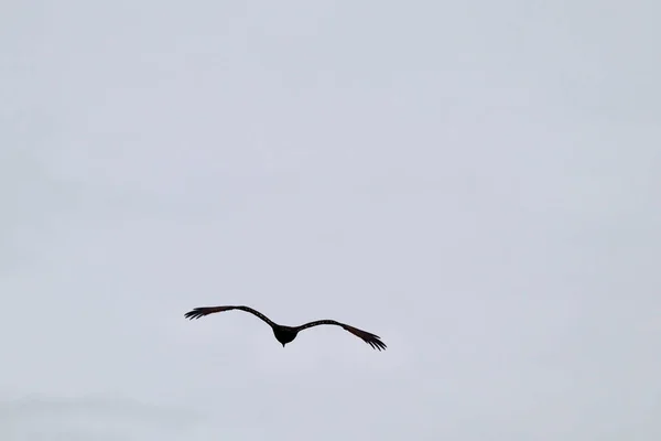 Ένα Όμορφο Πλάνο Ενός Γλάρου Ρέγγας Που Πετάει Στον Ουρανό — Φωτογραφία Αρχείου