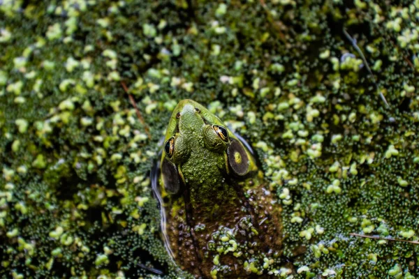 Göldeki Yeşil Bir Kurbağanın Yukarıdan Çekimi — Stok fotoğraf