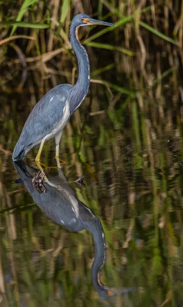 Eine Selektive Fokusaufnahme Eines Dreifarbigen Reihers Der Sich See Spiegelt — Stockfoto