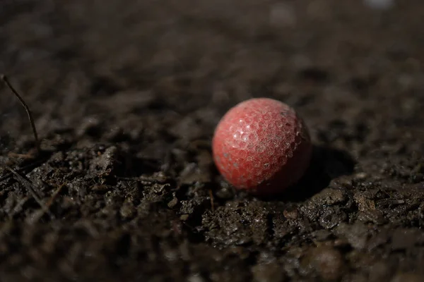 泥の中の赤いゴルフボールのクローズアップ — ストック写真