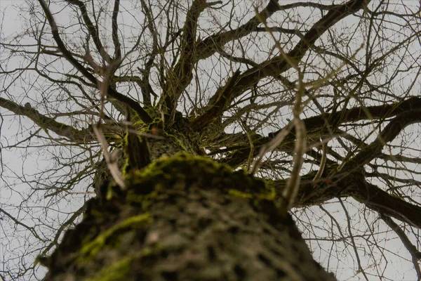 Eine Flache Aufnahme Eines Kahlen Baumes Mit Ästen Unter Einem — Stockfoto