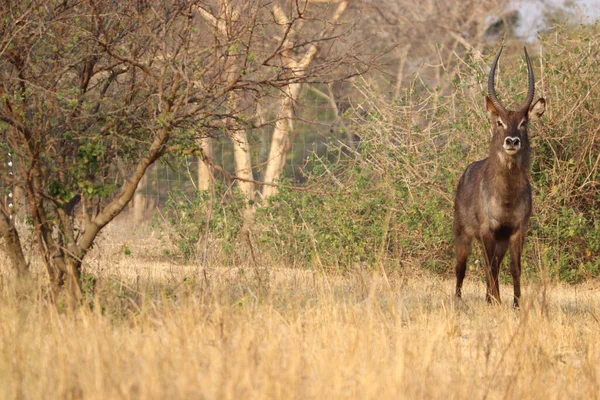 Zbliżenie Ujęcia Waterbucka Rezerwacie Lusace Zambia — Zdjęcie stockowe