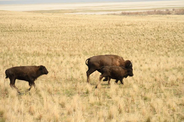 Troupeau Bisons Courant Dans Une Prairie Couverte Herbe Sèche Campagne — Photo
