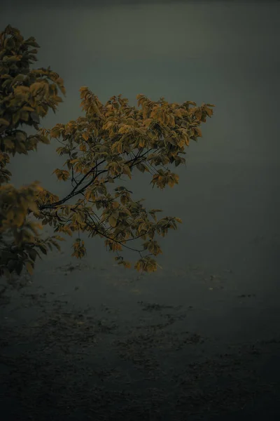 在阴郁的一天 湖面上长着茂密的树叶的一条垂直的树枝 — 图库照片
