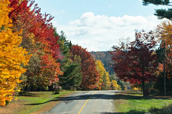 Camino Bosque Con Árboles Coloridos Otoño —  Fotos de Stock