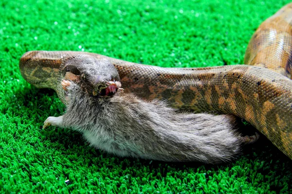 Closeup Shot Common Boa Constrictor Snack Eating Gray Rat Green — Stock Photo, Image