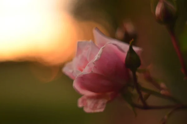 Ein Selektiver Fokus Schoss Eine Kleine Rosa Rose Einem Garten — Stockfoto