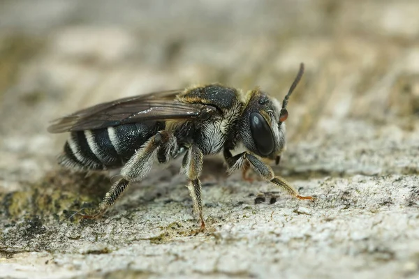 Detailed Closeup Small Mining Bee Andren Colletiformis Southern France Sitting — стокове фото