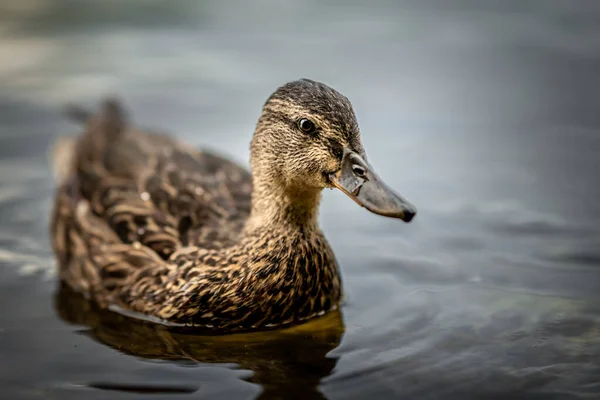 Closeup Shot Brown Mallard Duck Anas Platyrhynchos Swimming Lake Water — 图库照片